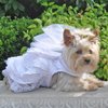 Dog Wedding Harness Dress Set (S)