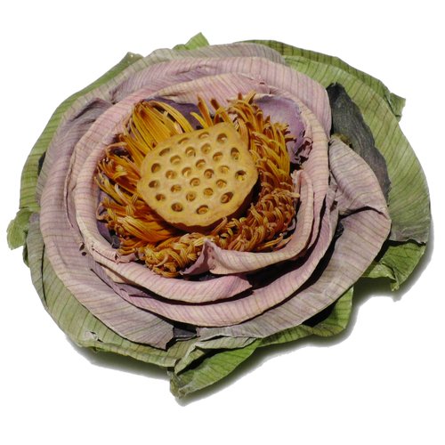 Tea Lotus Flower Tea Herbal Dried Whole Blossom - 5 per Box