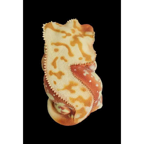 IFiDEA Animal Heavenly Body Gecko Rhacodactylus Ciliatus - Crested Gecko (Red Cream) Chubby Collectible Figurine Statue Handcrafted Amphibian