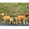 Gemini&Genius Dog Toys for Kids, Golden Retriever Family Playset, Detail and Realistic Puppy Action Figures, Pet Doggy Toys, 2-4 Inches Length - Baby Shower Cake Toppers or Toy Gifts for Kids
