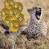 36 Pcs Cheetah Balloons Leopard Print Balloons Gold Leopard Spots Latex Balloons Jungle Animal Balloons Decorations for Cheetah Birthday Party Supplies