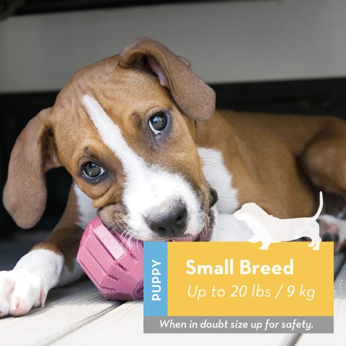 KONG Puppy Activity Ball - Soft & Durable Natural Puppy Rubber Dog Toy - Chew Toy for Teething Puppies - Eases Aching Teeth and Gums - for Small Puppies - Assorted Colors