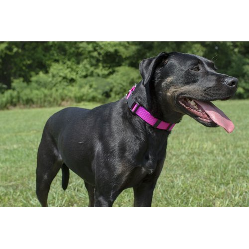 Country Brook Design Easy DIY Dog Collar Kit for (10) 1 Inch Collars with Nylon Webbing, D-Rings, Triglides and Buckles (Copper Gold)