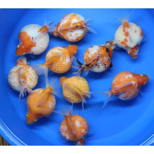 Pearl Scale 3 Pack Live sm Goldfish for Aquarium Fish Tank or Pond