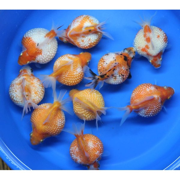 Pearl Scale 3 Pack Live sm Goldfish for Aquarium Fish Tank or Pond