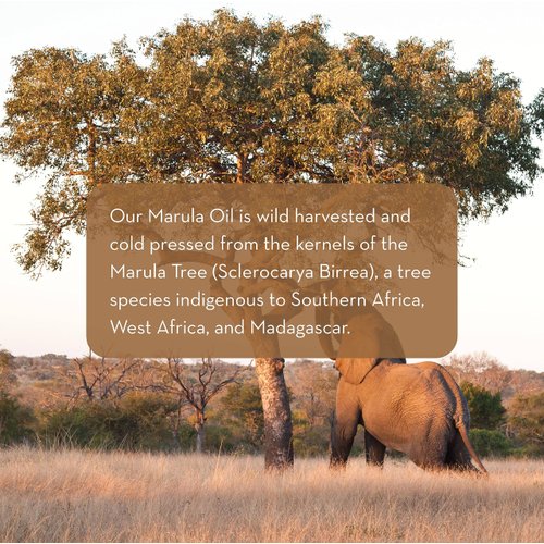 Pure Body Naturals Marula Facial Oil, 1 Fluid Ounce - Cold-pressed, Refined Luxury Beauty Oil for Face and Hair - Vegan, Gluten-free and 100% Natural