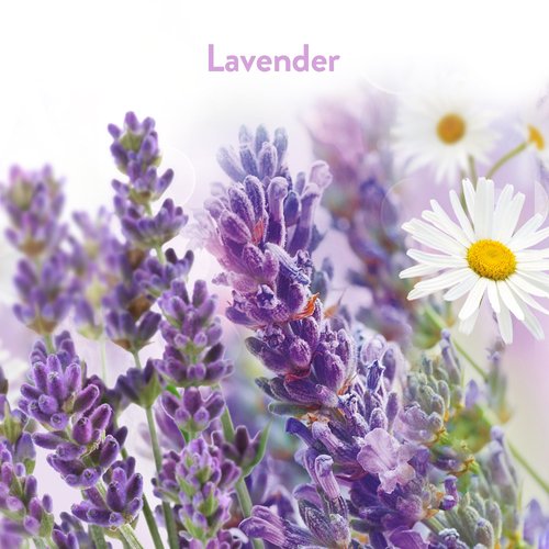 Air Wick Stick Ups Air Freshener, Lavender and Chamomile, 2 Count