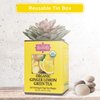 Brew La La Organic Green Tea - Natural Ginger Lemon Flavor - 50 Tea Bag Tin - Low Caffeine Tea - USDA Certified Organic