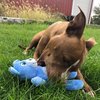 SmartPetLove Tender-Tuffs - Comfort Plush - Tough Dog Toy - Proprietary TearBlok Technology - Soft Blue Bear with Squeaker