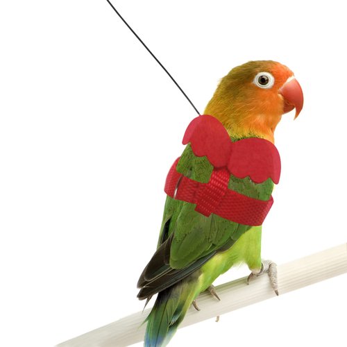 Pet Parrot Bird Harness and Leash, Adjustable Bird Nylon Leash Kit, 6.2FT.-Long Traction Ropes with Anti-bite Design, Outdoor Flying Training Ropes with Cute Wing(Red) for Pigeons & Most Parrots