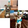 Stock Show Pet Cute Birthday Party Cone Hat and Bow tie Collar Set with Adjustable Headband and Pom-poms Topper for Small Medium Dogs Cats Pets, Blue