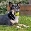 Pet Factory 2-Pack Logical Pet 2.5" Tennis Balls Dog Toy Set - Fluorescent Yellow, Set of 2