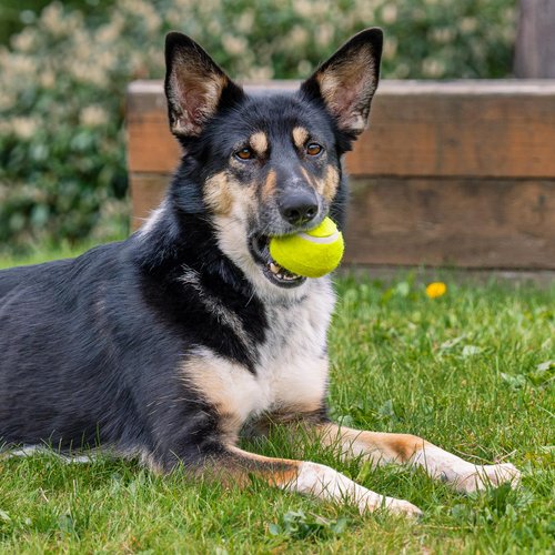 Pet Factory 2-Pack Logical Pet 2.5" Tennis Balls Dog Toy Set - Fluorescent Yellow, Set of 2