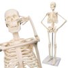 2024 Newest Design Human Skeleton Model for Anatomy,17.7“ High Scientific Anatomy Human Body Model,with Movable Arms and Legs Bones Structures,Whole Spine and Ribs of The Skeleton Model are Integrated