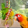 Generic Bird Toys Parrot Toys Chewing Shredding Foraging Coconut Shell Toys for Conure Cockatiel Budgies Parakeet Sun Conure African Grey Caique Quaker Small Cockatoo Mini Macaw