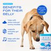 Native Pet Probiotics for Dogs - Dog Probiotics Powder for Digestive Health, Gut Support, & Immune Boost – Vet-Formulated Powder for Maximum Potency with Digestive Enzymes & Prebiotics - 120 Scoops