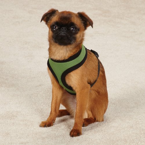 Casual Canine Mesh Dog Harness, Small, Green