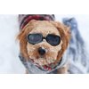 Enjoying Dog Goggles/Sunglasses Small Breed Outdoor UV Protection Dog Sunglasses for Small Dogs Eye Protection Anti-Fog/Wind/Dust/Snowproof Puppy Glasses, Black