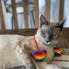 Huxley & Kent Cat Toy | Pride Heart Strings | Rainbow Strong Catnip Filled Cat Toy | Soft Plush Kitty Toy with Catnip and Crinkle | Kittybelles