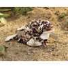 Folkmanis Desert Rain Frog Hand Puppet
