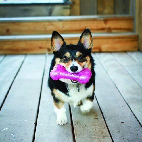 KONG - Squeezz Crackle Bone - Strong Indoor/Outdoor Dog Toy - For Medium Dogs (Assorted Colors)