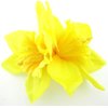 Double Yellow Daffodil Silk Flower Hair Clip with Teeth