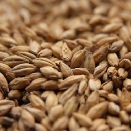 Muntons Pale Malt (Pearl Blend) - 1 LB, Uncrushed