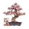 Rowood 3D Wooden Puzzles for Adults,DIY Cherry Blossom Bonsai Tree Botanical Collection Building Set,Craft Kit Gift for Kids on Christmas Birthday ThanksgivingDay-Sakura Bonsai