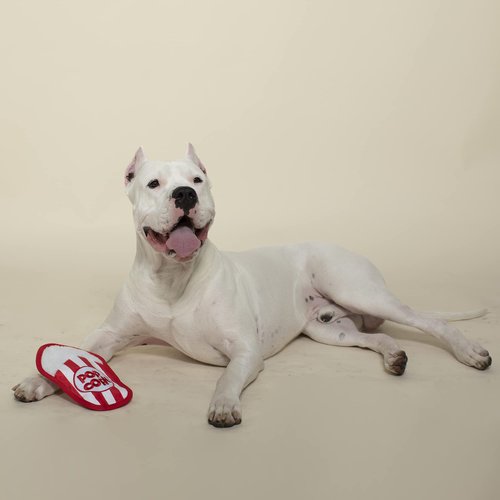 Fringe Studio Plush Dog Toy, Durable, What's Poppin' (729061) Small