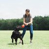 Chuckit! Rope Fetch Dog Toy - Ball on Rope Fetch and Tug-of-War Toy for Dogs - Durable EVA Rubber Construction - 5.5-inch Diameter - 18-inch Rope - Orange and Blue