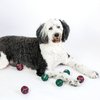 Midlee Dog Christmas Plaid Tennis Balls (Standard)