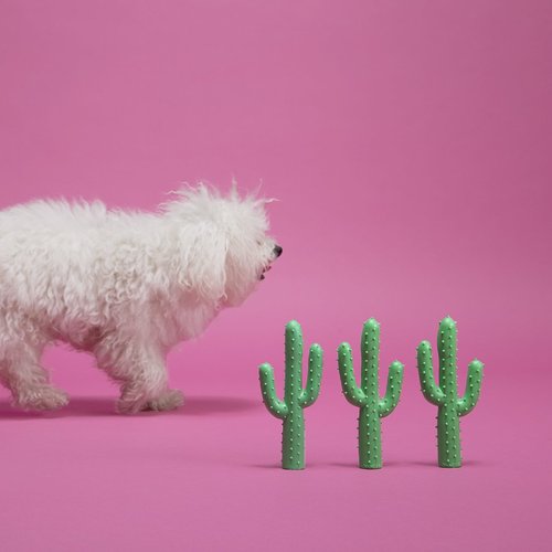 Waggo Silly Succulent Green Cactus Dog Toy Floats in Water and Contains Squeaker