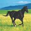 Creative Converting Wild Horses 16 Count 2-Ply Paper Beverage Napkins