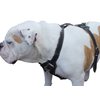 Black Genuine Leather Dog Harness, 33"-41" Chest, 1" Wide Straps Mastiff, Great Dane