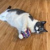 Spot Sew Much Fun- Cat Toy Yarn Ball, Foam Ball Wrapped in Colorful String, Won't Unravel, Fun Toy for Cats and Kittens of All Ages, Rattle Inside- 3.5in Yarn Balls