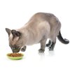 PetRageous 11036 Silly Kitty Dishwasher and Microwave Stoneware Cat Saucer 5-Inch Diameter 2.5-Ounce Capacity for Wet or Dry Cat Food Great For All Cats, Lime Green