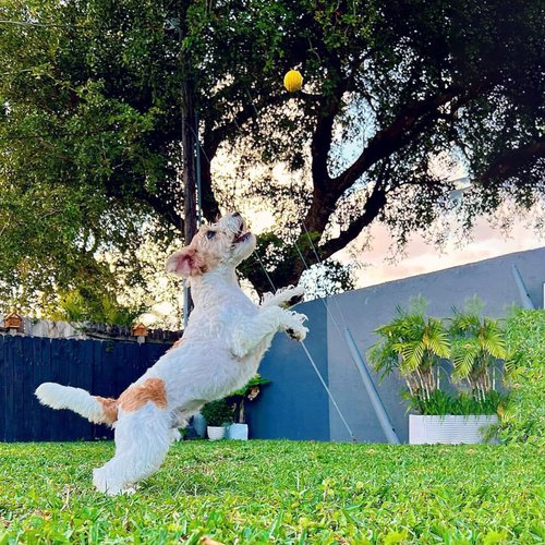 IDOGMATE Hardchewy+ Balls for Dogs, 1.75" Ball Dog Toy for Small Launcher, Dog Balls,Durable, Washable (2pcs)