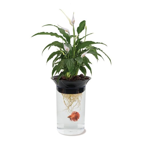 Penn-Plax (APON1) Aquaponic Planter and Aquarium for Betta Fish Tank Promotes Healthy Hydroponic Environment for Plants and Fish