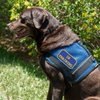 "in Training" Sew On Patch - Includes Five Service Dog Law Handout Cards – for Service Dog Vest or Harness