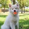 LOGOFUN 5pcs Squeaky Dog Ball Latex Rubber Squeaky Dog Toys Basketball Shape Dog Chew Toy for Small Middle Dogs Puppies