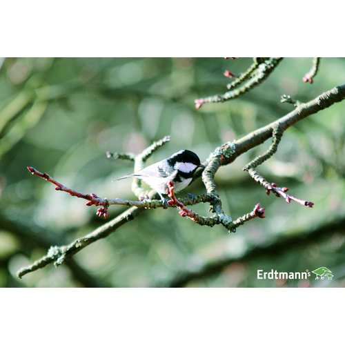 Erdtmanns Snackbar Wooden Seed Feeder