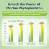 Marine Phytoplankton Drops 2000mg - High Absorption Phytoplankton Supplement with Wheatgrass & Fo-ti for Cellular Wellness, Hair Growth, Energy & Immunity - Green Apple Flavor, 2 fl oz (Pack of 1)