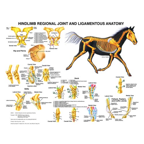 Equine Hindlimb Regional Joint Bone Anatomy Chart Horse
