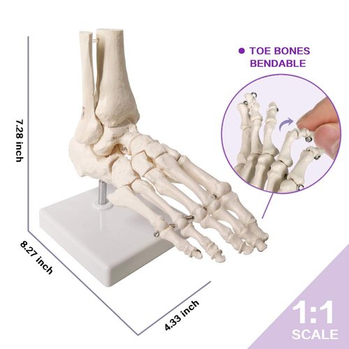 Evotech Scientific Human Foot and Ankle Model, Life Size Medical Anatomy Foot Skeleton Model W/Tibia Fibula, Right, Fully Articulated, Human Skeleton Model for Medical Study & Science Classroom