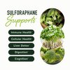 20MG Sulforaphane | From Broccoli Sprouts & Seed Extract | 565MG Microbeadlet Complex | 26MG of Glucoraphanin + Myrosinase | Complete NRF2 Activator, Antioxidant & Cellular Health Supplement | 60 Ct.