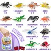60 Piece Mini Insect Toys with Gift Box, Plastic Bug Figure for Kids, Fake Bug Theme Party Decoration, School Project Sensory Bins, Classroom Reward, Halloween Goody Bag Filler Gift, Cupcake Topper