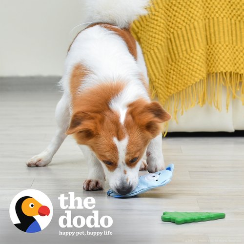 The Dodo Woodland Animals Stuffingless 2pc Dog Toy Set: Bear & Tree; No Plush Squeaky Bear Flattie Dog Toy + Rubber Tree Chew Toy; Durable Toys for Dogs