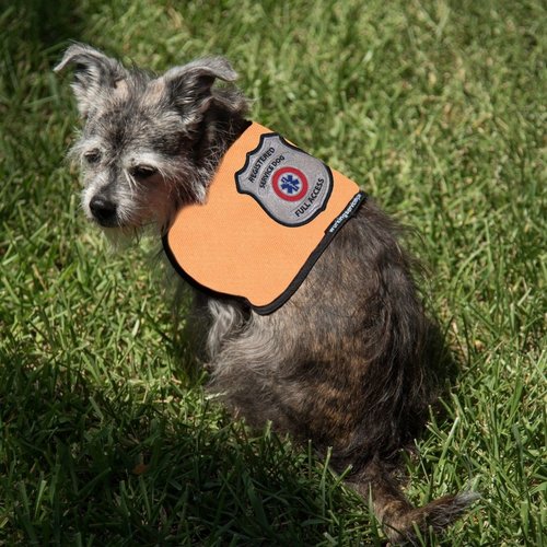 Registered Service Dog Vest - for Smaller Service Dogs (Small: 11-20 Pounds, Blue) - Includes 5 Federal Law Cards