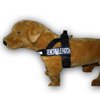 EMOTIONAL SUPPORT Nylon Strap Service Dog Harness No Pull Guide Assistance comes with 2 reflective EMOTIONAL SUPPORT removable patches. Please measure your dog before ordering.