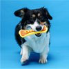 Hartz Chew 'n Clean Dental Duo Dog Treat & Chew Toy, Color Varies, Large, 3 Pack